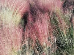 -艾溪湖湿地公园