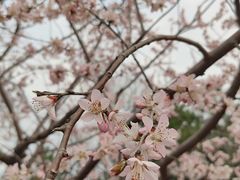 -石家庄市植物园