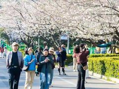 -武汉大学-樱园