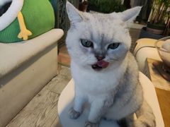 猫猫-小时光咖啡馆(北锣鼓巷店)