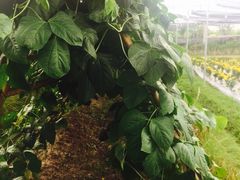 -Ohkajhu Organic Farm Sansai