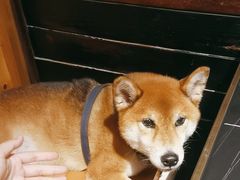 -枪火串烧·东北特色烧烤(罗湖总店)