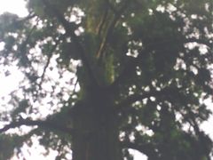 -天目山大树王景区