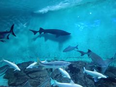 -太平洋海底世界