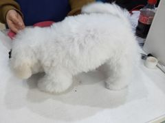 -萌兽医馆·宠物医院·猫骨科(创景店)