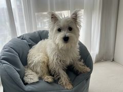 -翊宠yipet猫狗购宠庄园犬舍•猫舍