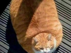 -何老二卤汁凉粉