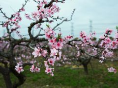 -南汇桃花村