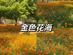 -径山花海