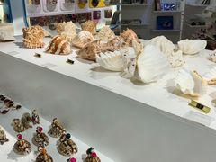 -贝壳梦幻世界