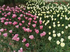 -原山国家森林公园