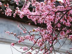-八大山人梅湖景区