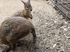 -费瑟代尔野生动物园