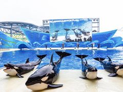 -上海海昌海洋公园