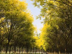 -西青郊野公园