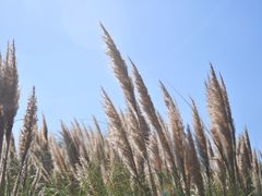 -漩门湾国家湿地公园