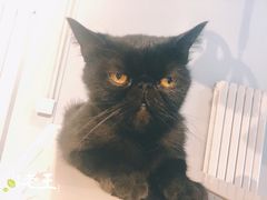 -猫咪咖啡·猫咖(万达广场店)