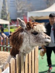 -萌宠亲子动物乐园(槐房万达店)