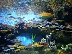 -华夏文旅海洋公园