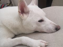 -逗柴咖啡屋·狗咖猫咖宠物桌游