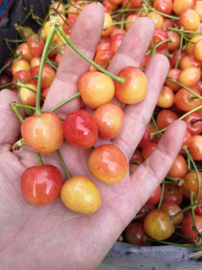 柴瑞樱珠樱桃种植园-"按照导航走,到位置会有人来接.园区里面.