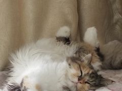 -萌兽医馆·宠物医院·猫骨科(创景店)