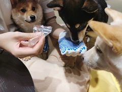 -逗柴咖啡屋·狗咖猫咖宠物桌游