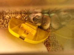 -龙猫仔乐园(惠福东路店)