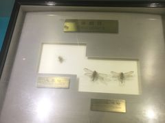 -上海昆虫博物馆