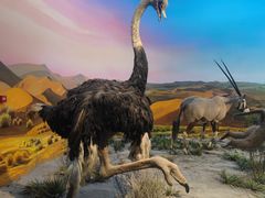 -国家自然博物馆