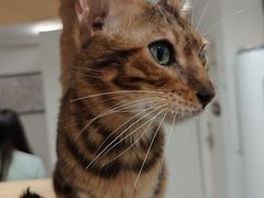 -楼上猫咖(罗湖店)