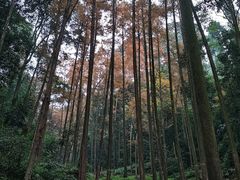 -凤栖山