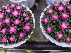 -大润发(梅兰东路店)