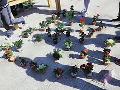 -金陵中学(河西分校)