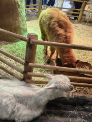 -Zoolung Zoolung动物主题公园(海信广场店)