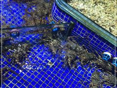 -青蓬蒸汽海鲜·深圳老字号·团建聚会(壹方城店)