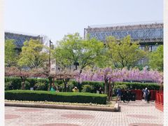 -嘉定紫藤园