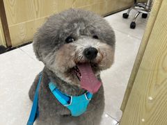 -瑞鹏宠物医院犬猫全科(真大分院)