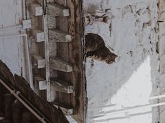 -罗布林卡