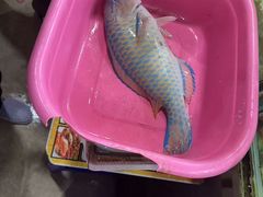 -班赞海鲜市场