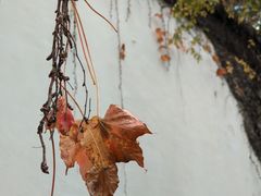-艺圃