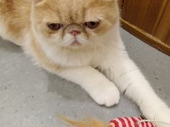 -飞行喵MR PILOT|猫舍·猫咖(静安大融城店)