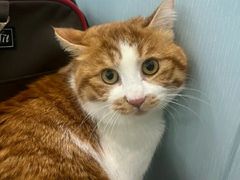 -纳吉亚猫专科动物诊疗中心(蒋宅口分院)