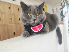 -猫在这儿猫咪咖啡馆·撸猫馆