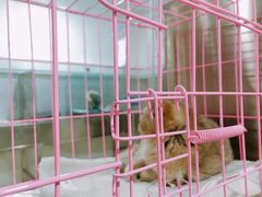 -特一安24小时宠物医院·骨科·中兽医