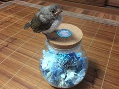 -曲阳花鸟市场(曲阳路店)