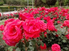 -大兴滨河森林公园