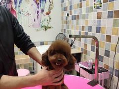 -唯美宠物生活馆(绿地国际生态城店)