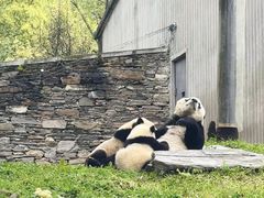 -卧龙中华大熊猫苑神树坪基地