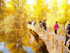 -金塔沙漠胡杨林景区